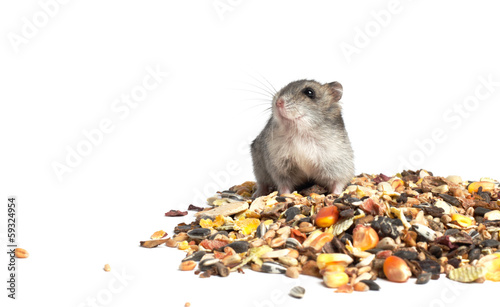 Djungarian Hamster eating