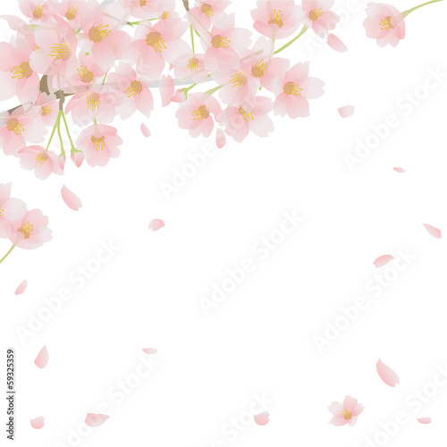 桜 和柄 春