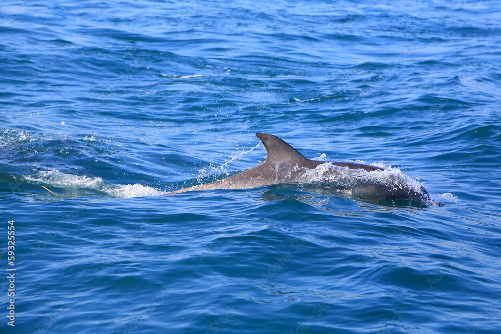 Fototapeta premium 野生のイルカ