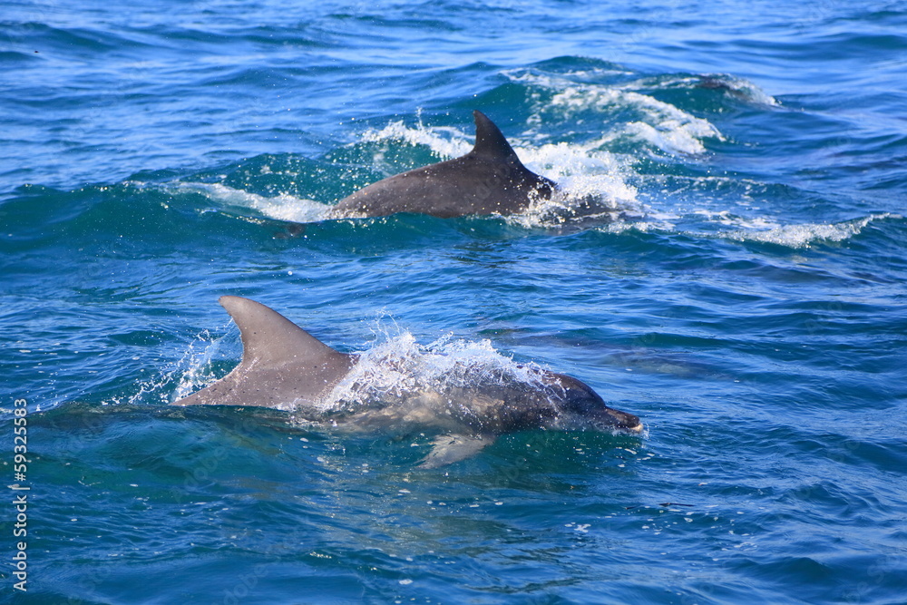 Obraz premium 野生のイルカ