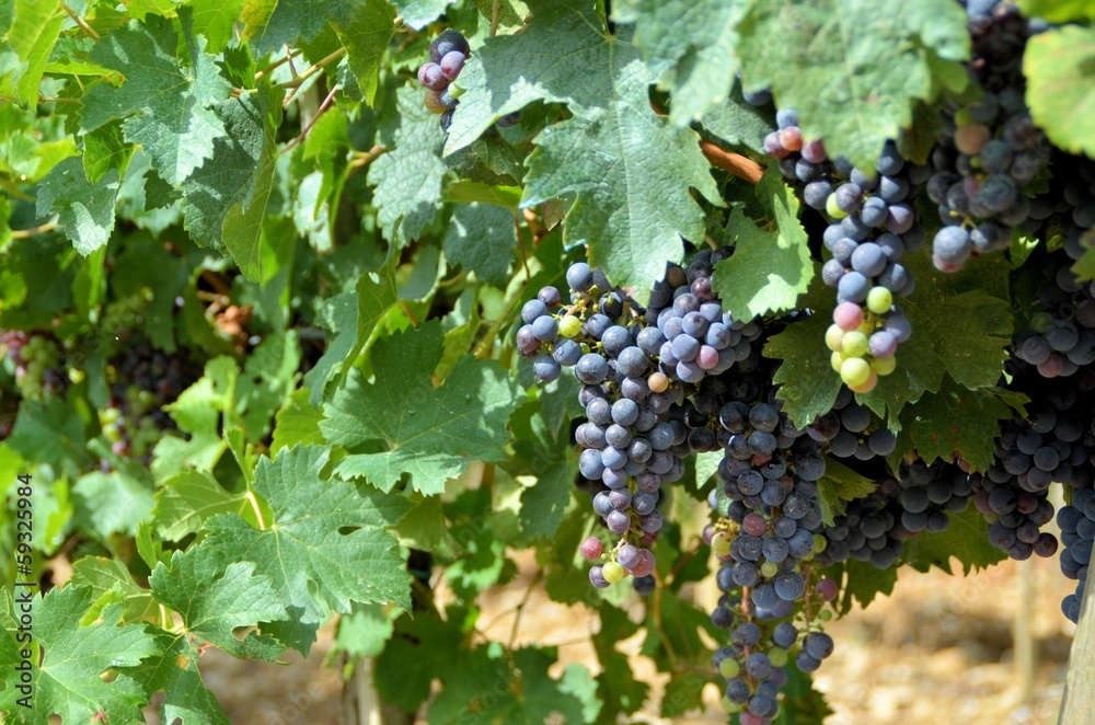 Vineyard in Chianti region, Tuscany, Italy