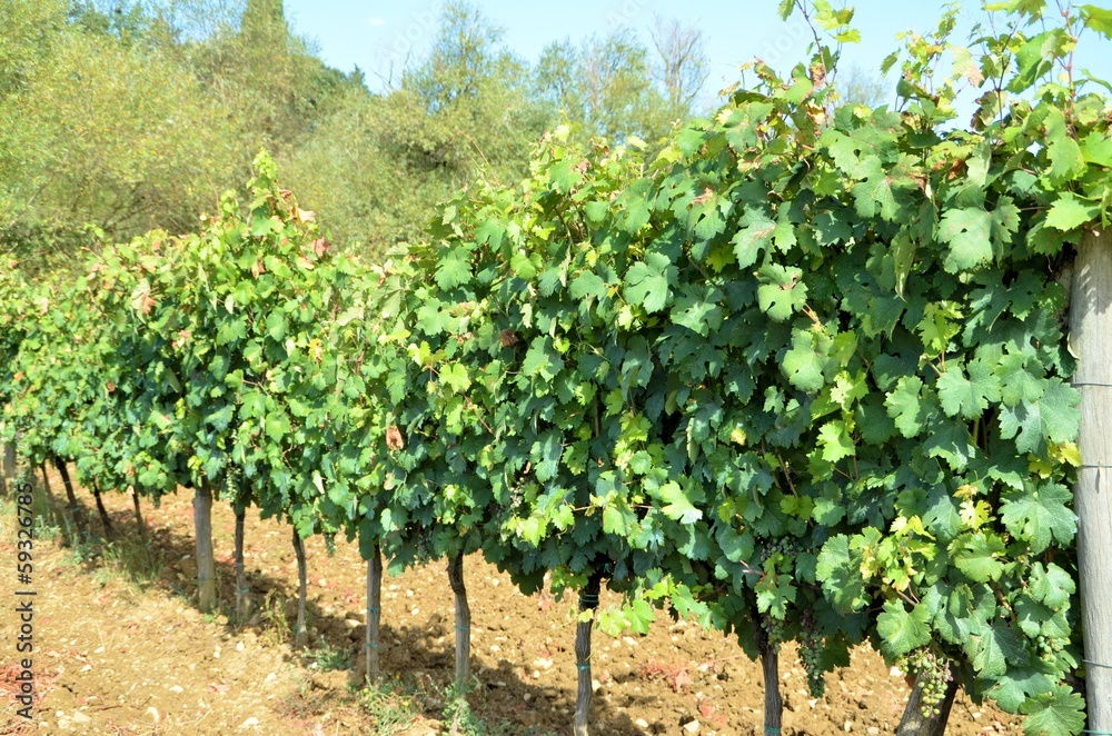 Vineyard in Chianti region, Tuscany, Italy