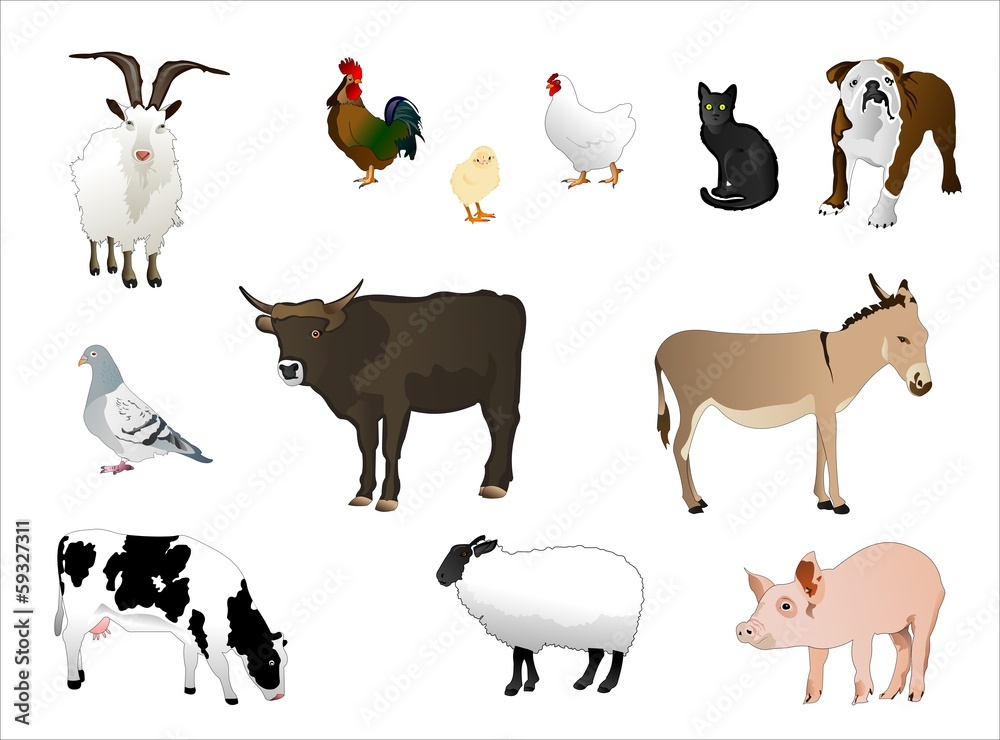 Obraz premium Haustiere