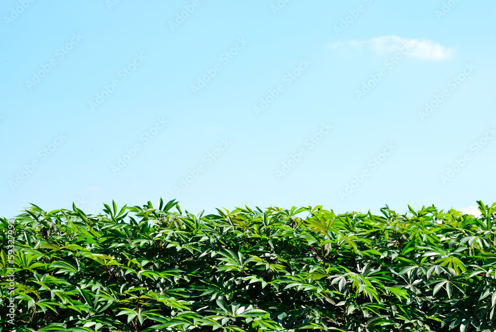 Cassava leaf background Cassava leaf background