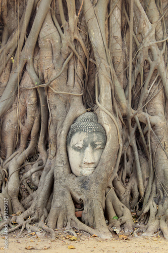 Buddha Head Statue in Banyan Tree, Thailand © foto76