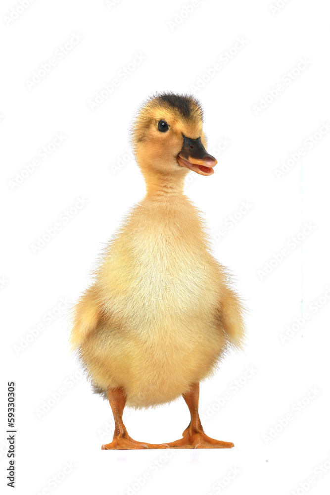 duck