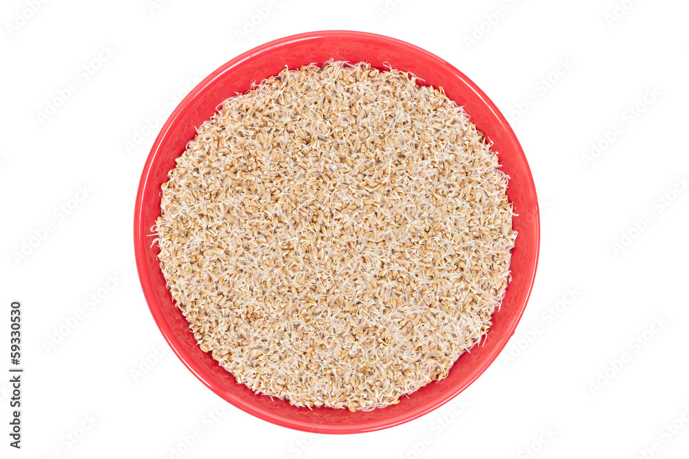 Sprouted wheat Sprouted wheat