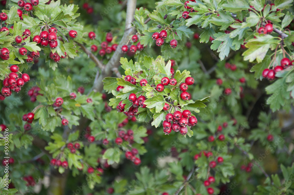 Hawthorn Berries in Germany