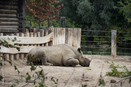 A Rhinoceros  Rhino  at a Zoo