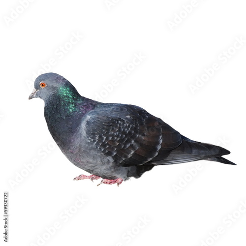 grey pigeon isolated on white background