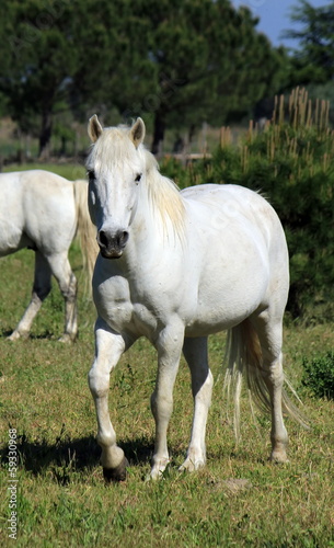 Fototapeta Naklejka Na Ścianę i Meble -  Horses in Camargue, France