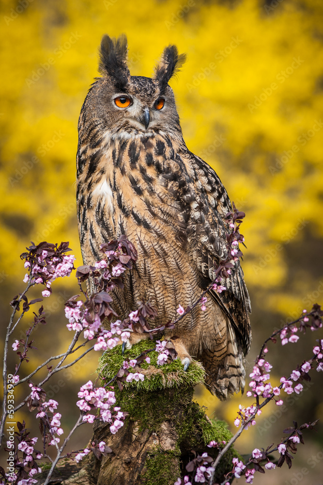 Obraz premium eagle owl