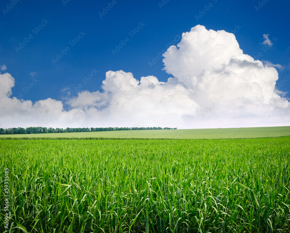 Green meadow of wheat. Composition of nature. Green meadow of wheat. Composition of nature.