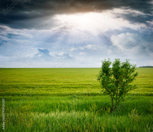 tree in a wheat field, the composition of nature