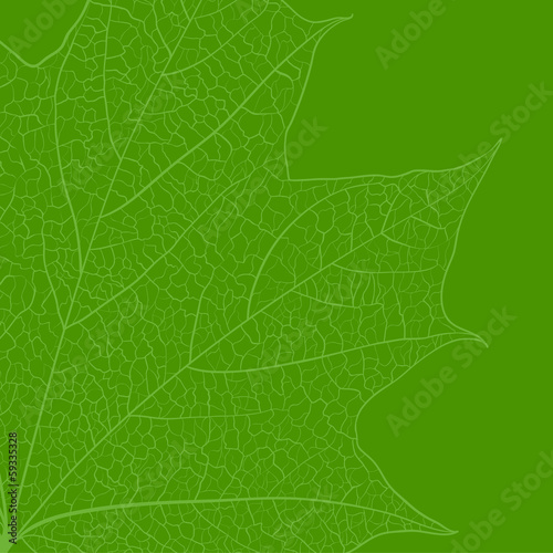 Leaf skeleton