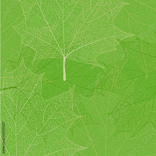 Leaf skeleton