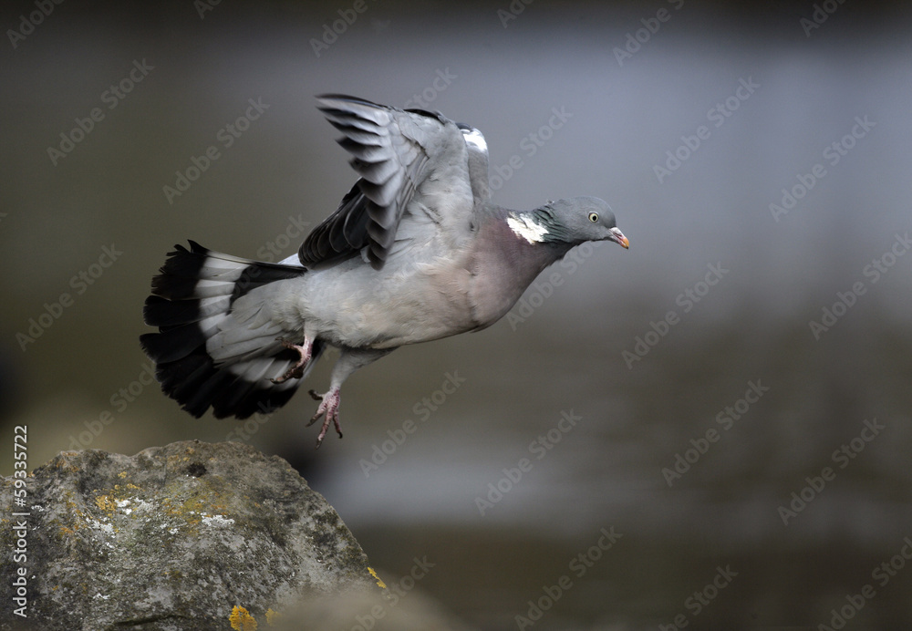Wood pigeon, Columba palumbus Wood pigeon, Columba palumbus