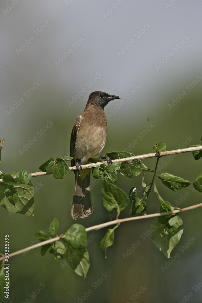 Fototapeta premium Yellow-vented bulbul, Pycnonotus goiavier
