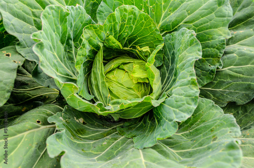 Close-Up of Fresh Cabbage Close-Up of Fresh Cabbage