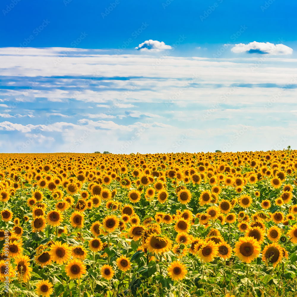 Obraz premium Sun flowers Field Against A Blue Sky