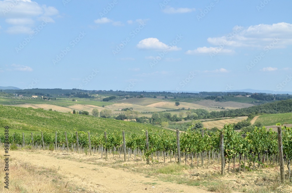 Vineyeard in Chianti, Tuscany, Italy Vineyeard in Chianti, Tuscany, Italy