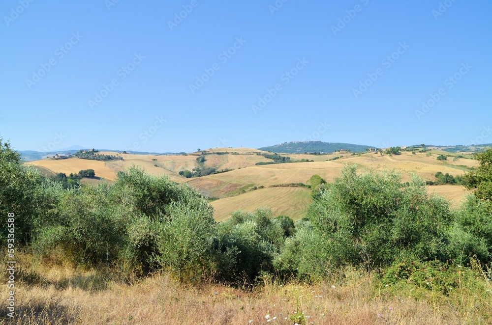 Vineyeard in Chianti, Tuscany, Italy