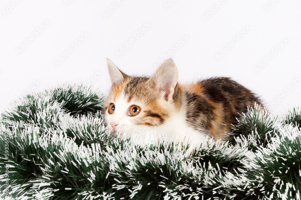 Christmas spotted kitten and tinsel Christmas spotted kitten and tinsel