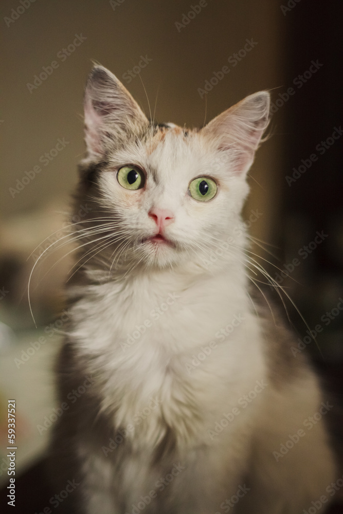 White Kitten White Kitten