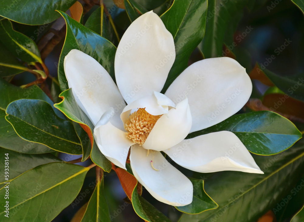 Naklejka premium fiore di magnolia