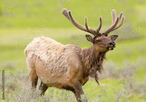 Roosevelt Elk  Yellowstone National Park  USA