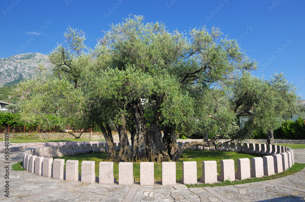 Old Olive Tree Old Olive Tree