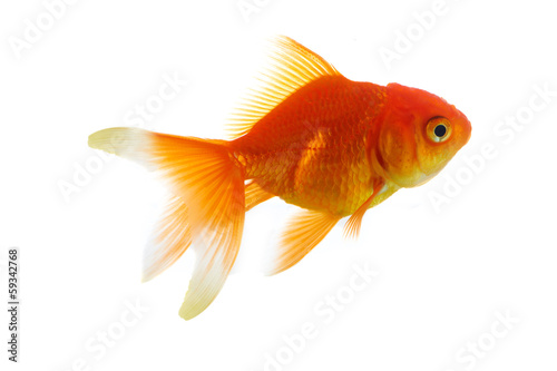 Red fish on white a