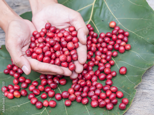 Coffee cherries