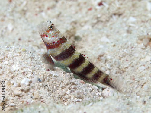 Gorgeous prawn-goby