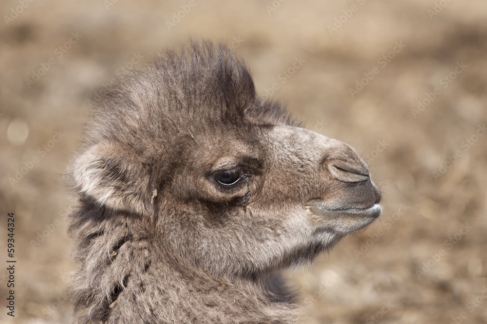 Camel Baby