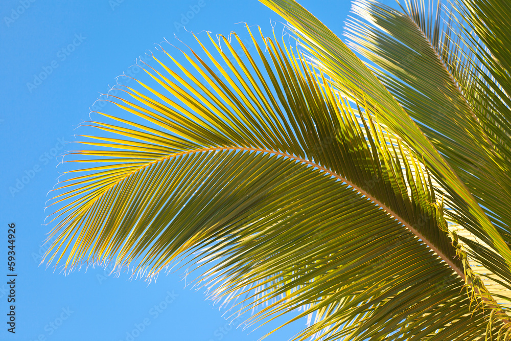 Naklejka premium palmes de cocotier