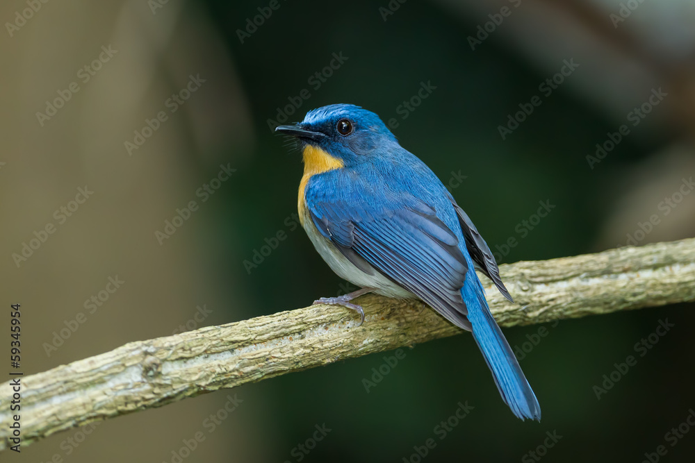 The portrait of Tickell's Blue Flycatcher watching at us