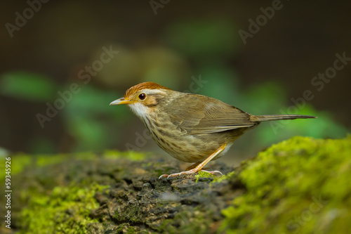 Puff-throated babbler on stair at us in nature © kajornyot