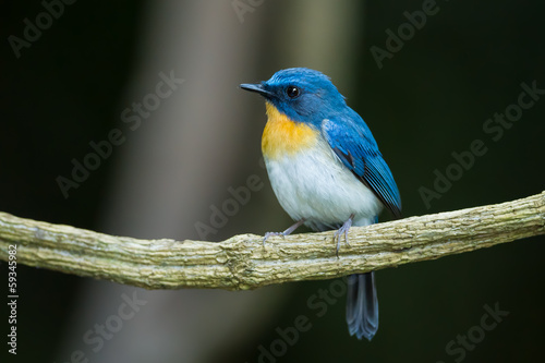 The portrait of Tickell's Blue Flycatcher (Cyornis tickelliae) © kajornyot