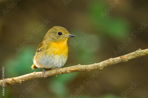 Front side portrait of Hill Blue Flycatcher (Cyornis banyumas