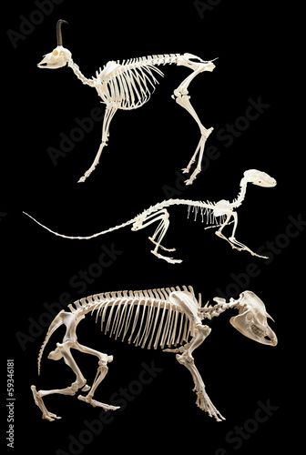 Set of skeletons of animals. Isolated over black photo