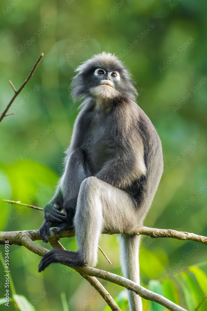 Dusky leaf monkey(Trachypithecus obscurus) in  of Thailand