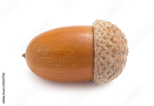 Acorn