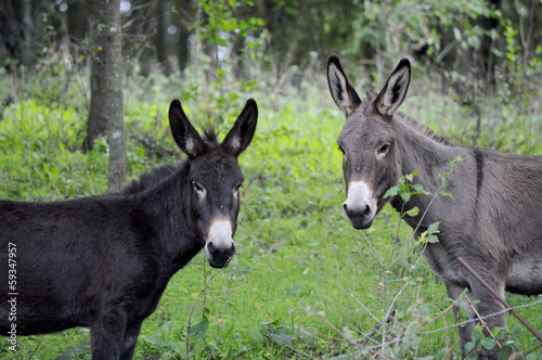 Couple of donkeys posing