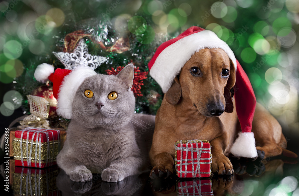 Naklejka premium British kitten and dog dachshund