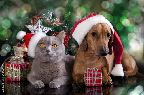 Fototapeta Naklejka Na Ścianę i Meble -  British kitten and dog dachshund