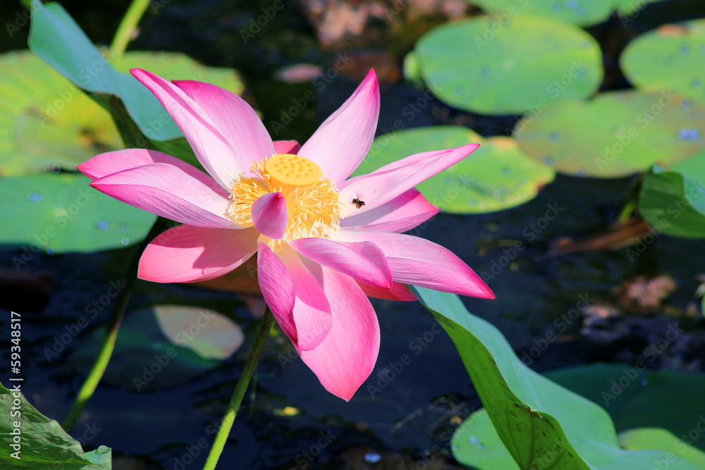 Lotus flower and Lotus flower plants Lotus flower and Lotus flower plants