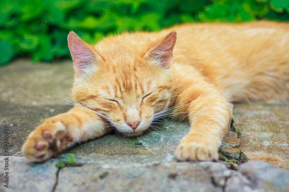 Young Red Kitten Sleeping