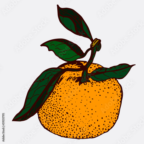 Tangerine sketch