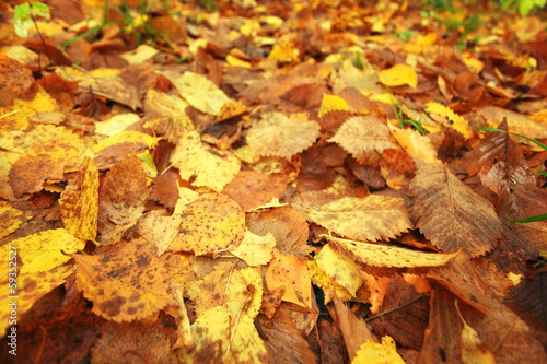 yellow leaves background